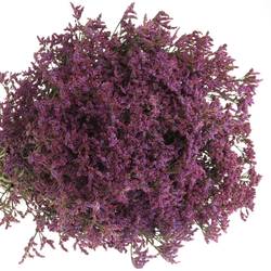 Limonium lila Piuma 50 Gramm 80cm