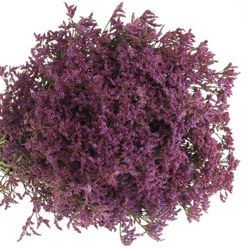 Limonium lila Piuma 50 Gramm 80cm