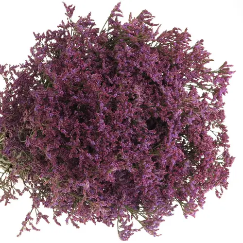 Limonium lila Piuma 50 Gramm 80cm