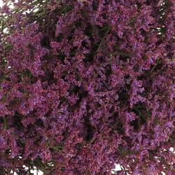 Limonium lila Piuma 50 Gramm 80cm