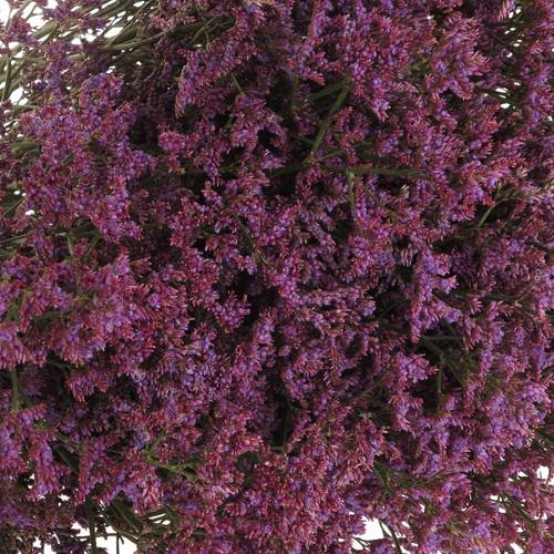 Limonium lila Piuma 50 Gramm 80cm