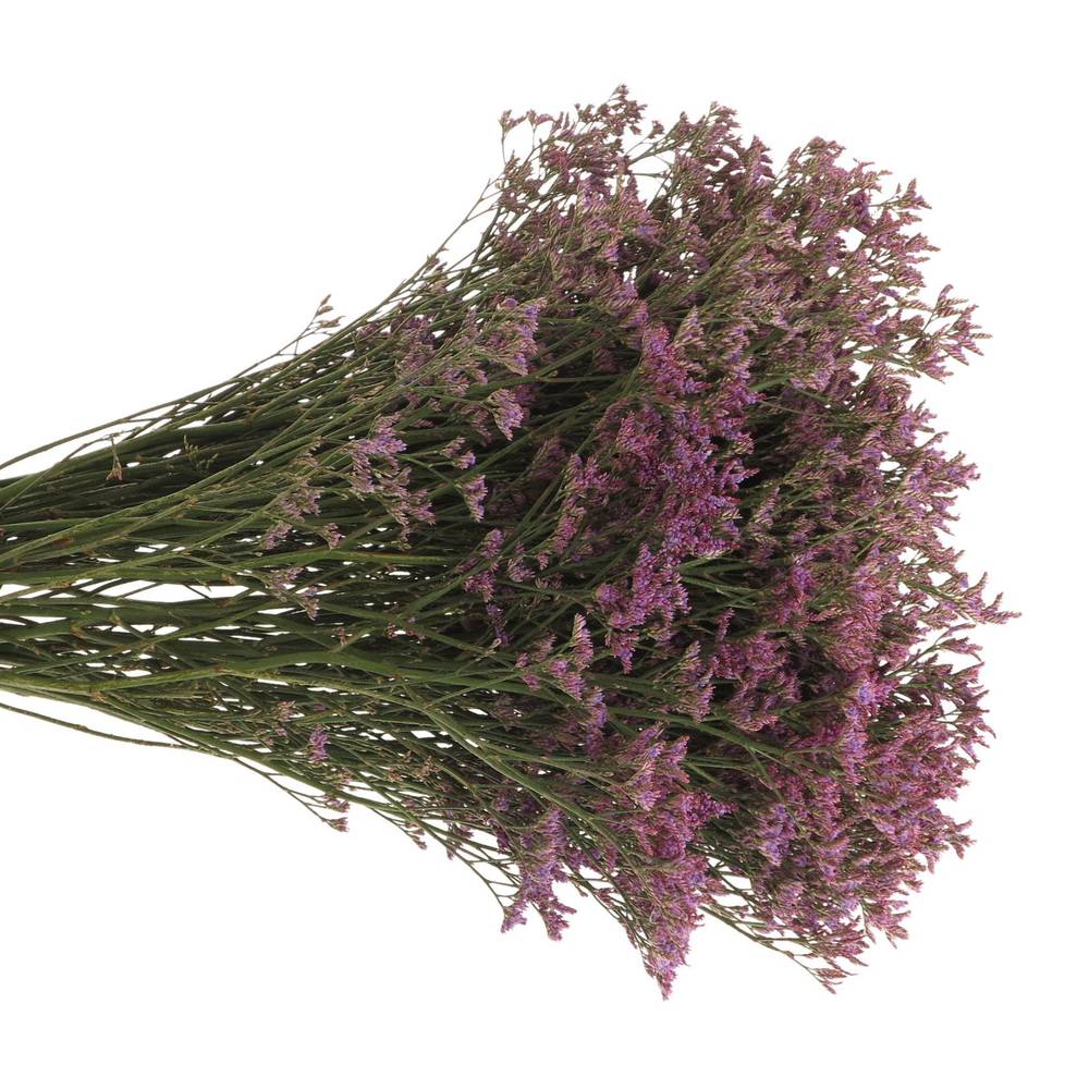 Limonium lila Piuma 50 Gramm 80cm