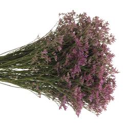 Limonium lila Piuma 50 Gramm 80cm
