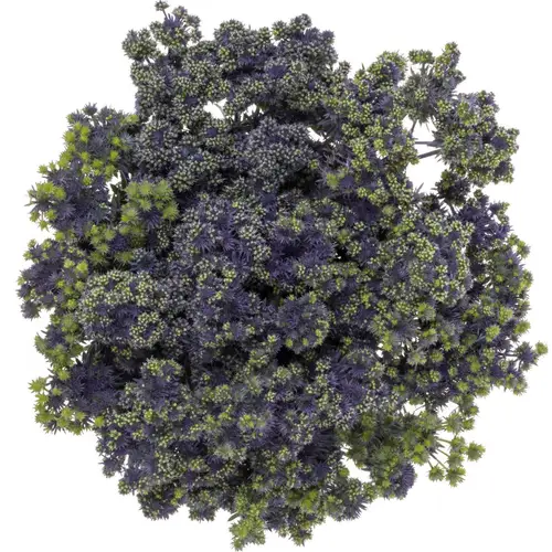 Distel blau/grun Symphony 40cm