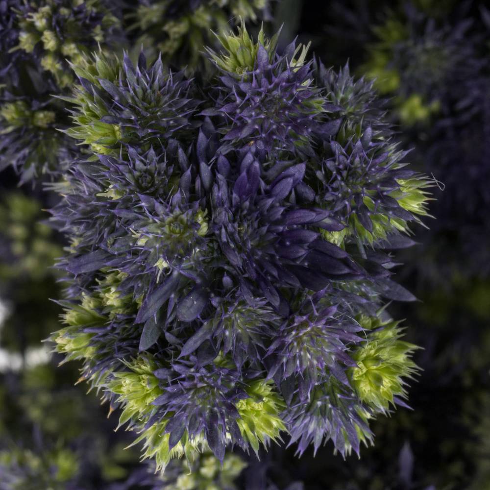 Distel blau/grun Symphony 40cm