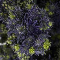 Distel blau/grun Symphony 40cm