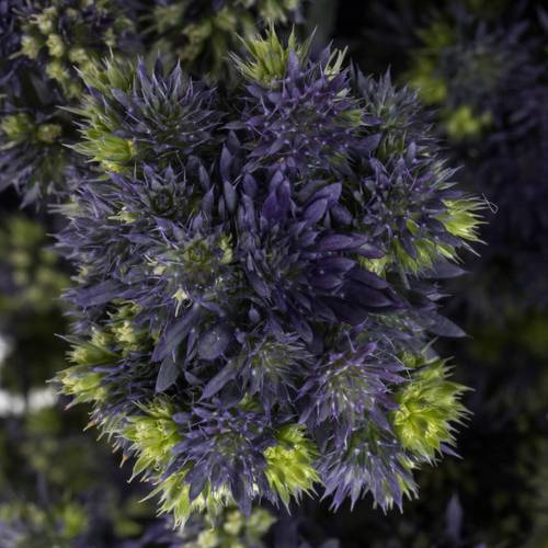 Distel blau/grun Symphony 40cm