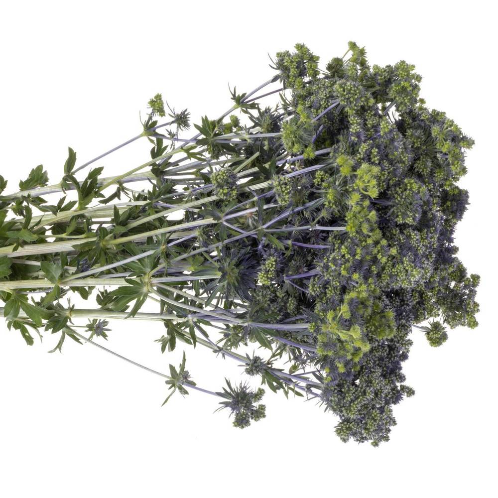 Distel blau/grun Symphony 40cm