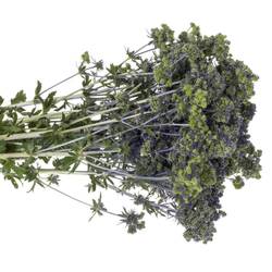 Distel blau/grun Symphony 40cm