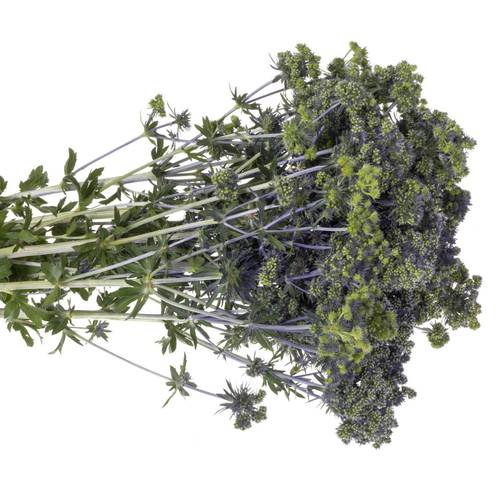 Distel blau/grun Symphony 40cm