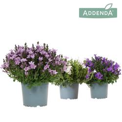 Campanula mix Ambella T12 H025