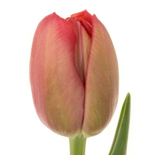 Tulpe rosa Doppel Belgravia 58 Gramm
