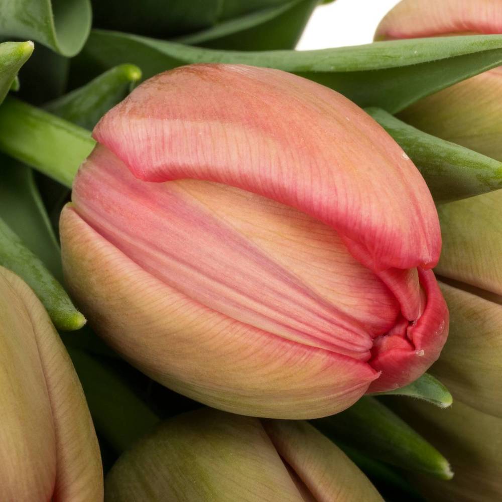 Tulpe rosa Doppel Belgravia 58 Gramm
