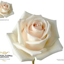 Rose creme Sandcastle 50cm