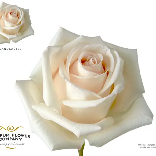 Rose creme Sandcastle 50cm