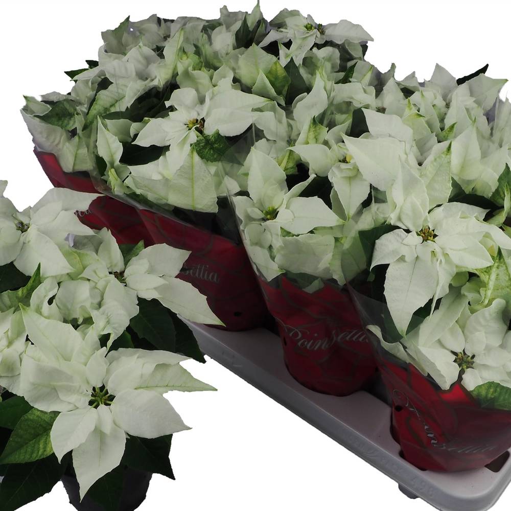 Princettia weiss T11 H030