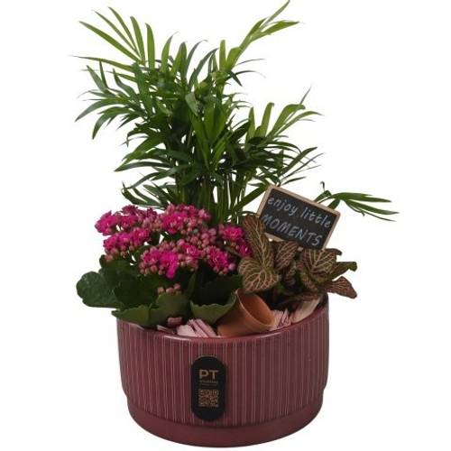 Chamaed.Arr PTIB5109 T16 H029