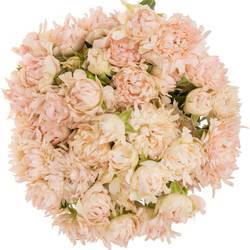 Rose verzweigt rosa La Vie 5+Blüte 70cm