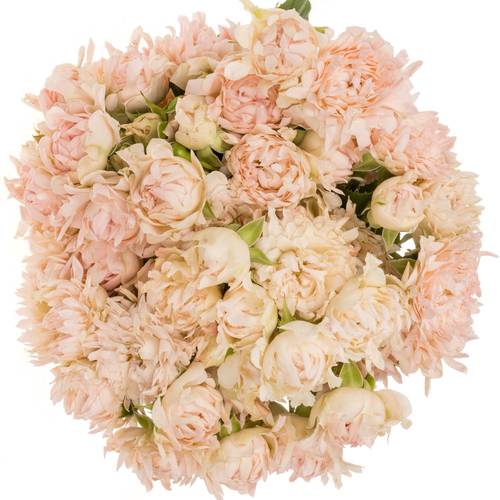 Rose verzweigt rosa La Vie 5+Blüte 70cm