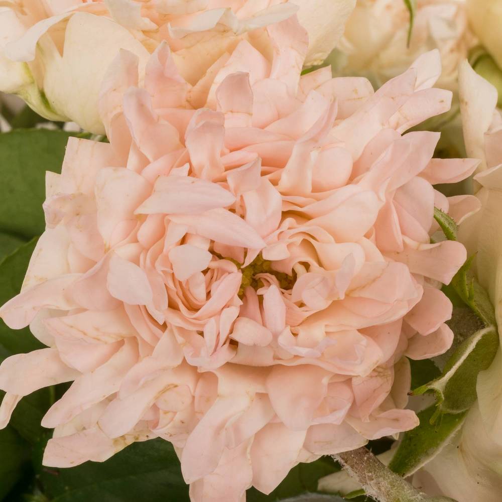 Rose verzweigt rosa La Vie 5+Blüte 70cm