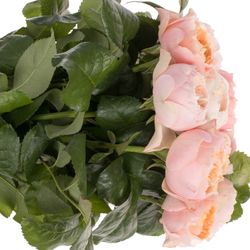 Rose apricot/rosa Romantic Vuvuzela gefüllt 40cm