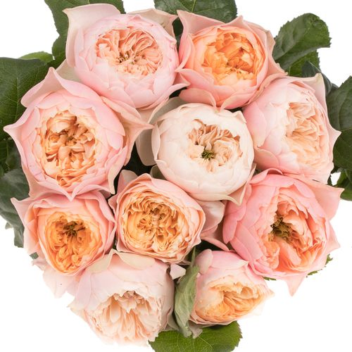 Rose apricot/rosa Romantic Vuvuzela gefüllt 40cm