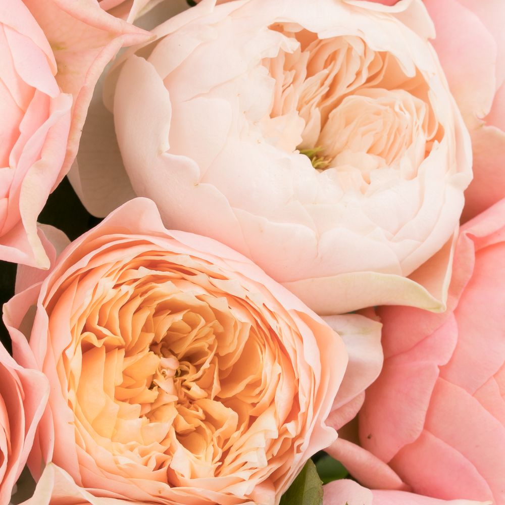 Rose apricot/rosa Romantic Vuvuzela gefüllt 40cm