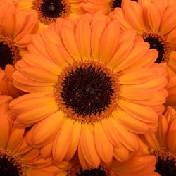 Germini orange Bounce