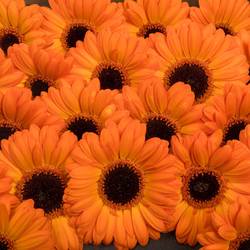 Germini orange Bounce