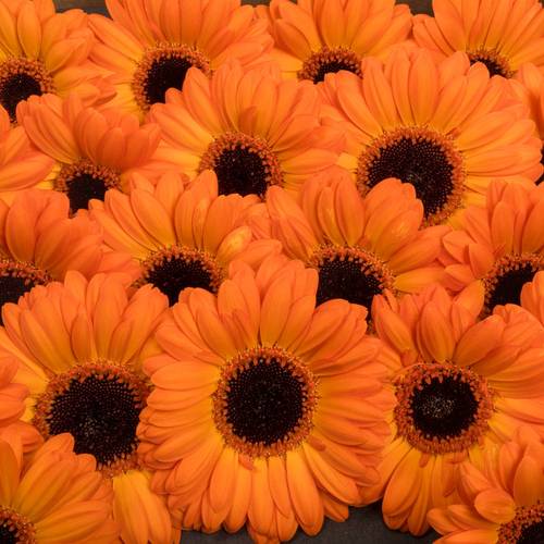 Germini orange Bounce