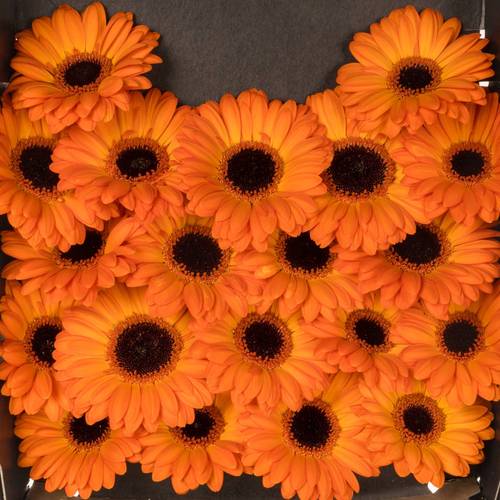 Germini orange Bounce