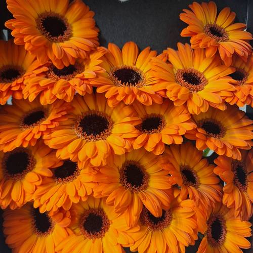 Germini orange Bounce