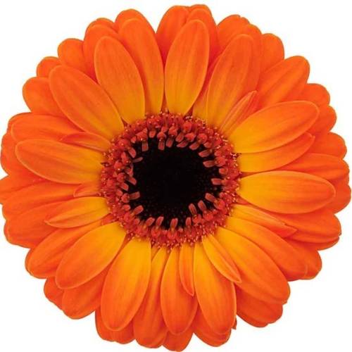 Germini orange Bounce