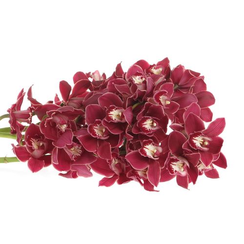 Cymbidium rot Henriette 60cm 9+Blüte