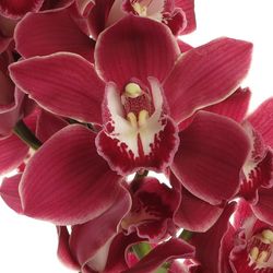 Cymbidium rot Henriette 60cm 9+Blüte