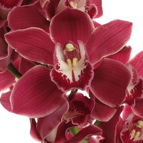 Cymbidium rot Henriette 60cm 9+Blüte