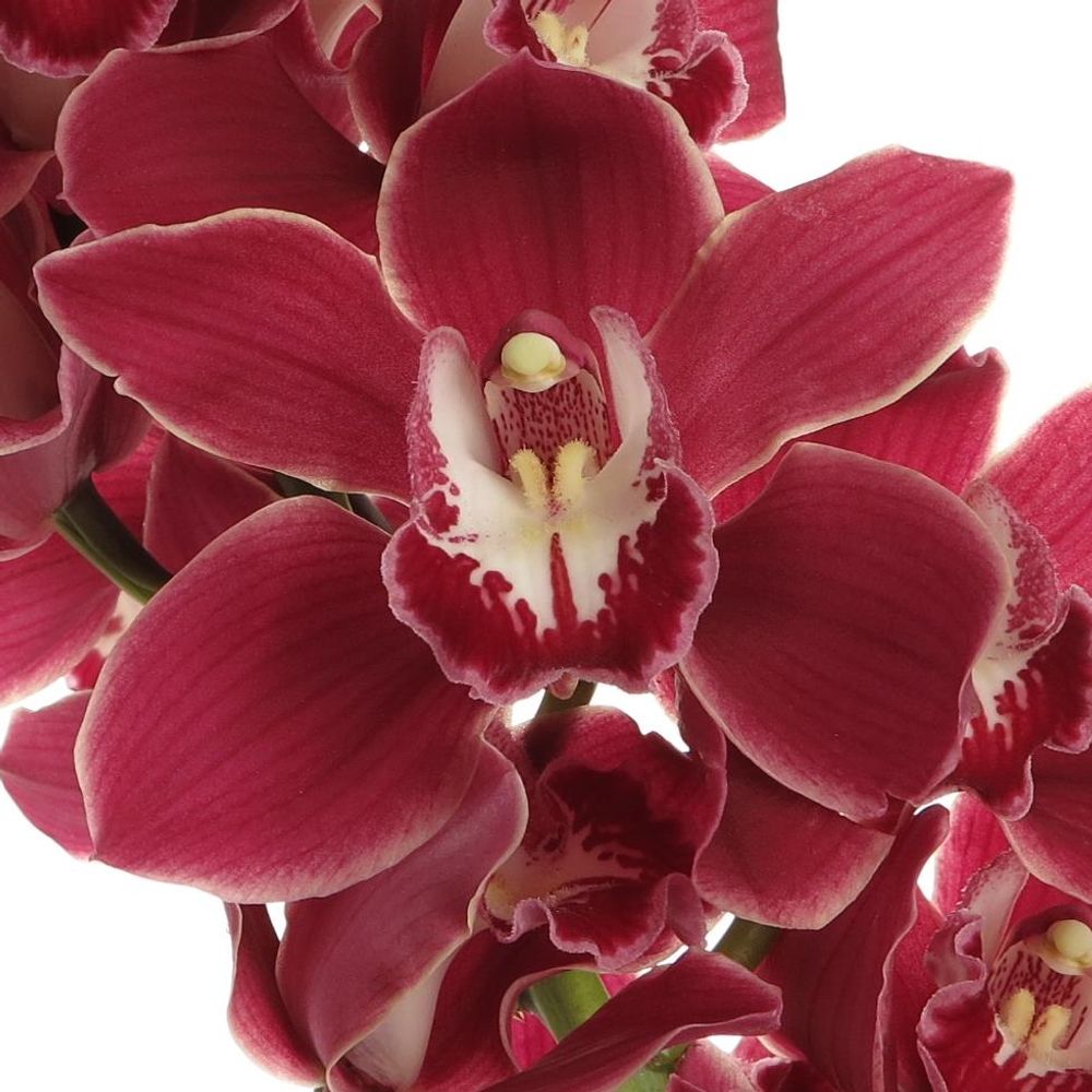 Cymbidium rot Henriette 60cm 9+Blüte