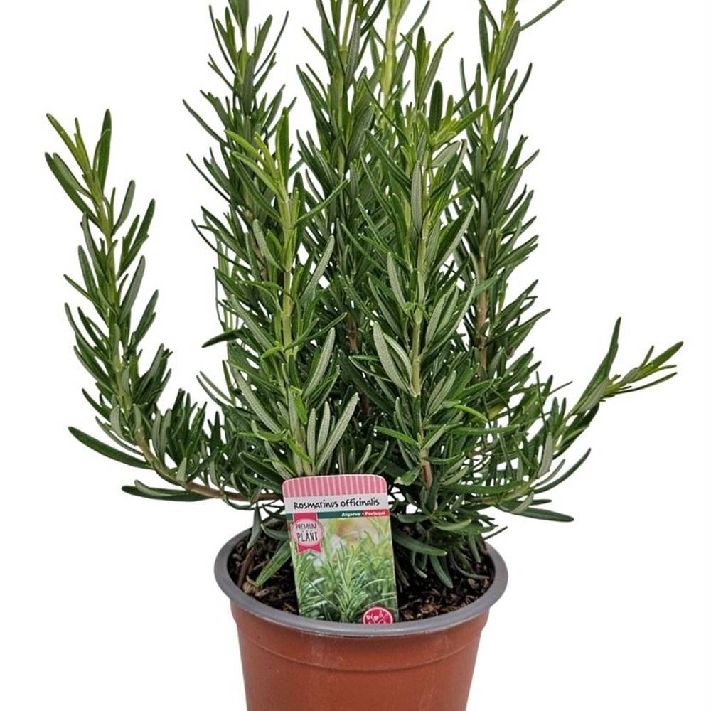 Rosmarinus Officinalis T12 H035