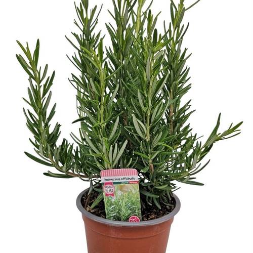 Rosmarinus Officinalis T12 H035