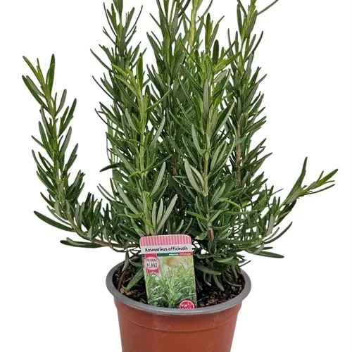 Rosmarinus Officinalis T12 H035