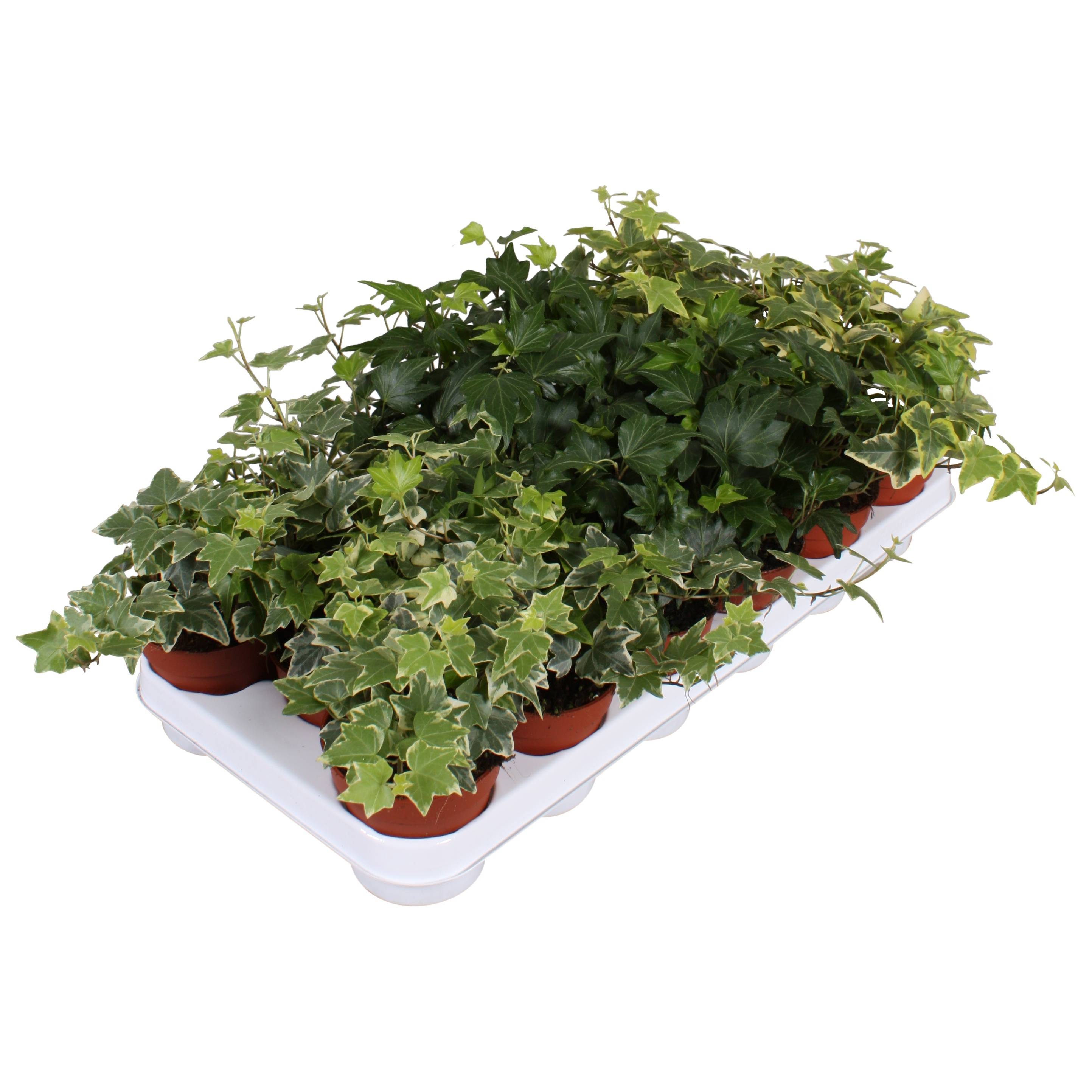 efeu und andere pflanzen Großblättriger Efeu (Hedera hibernica) bodendecker main image 0