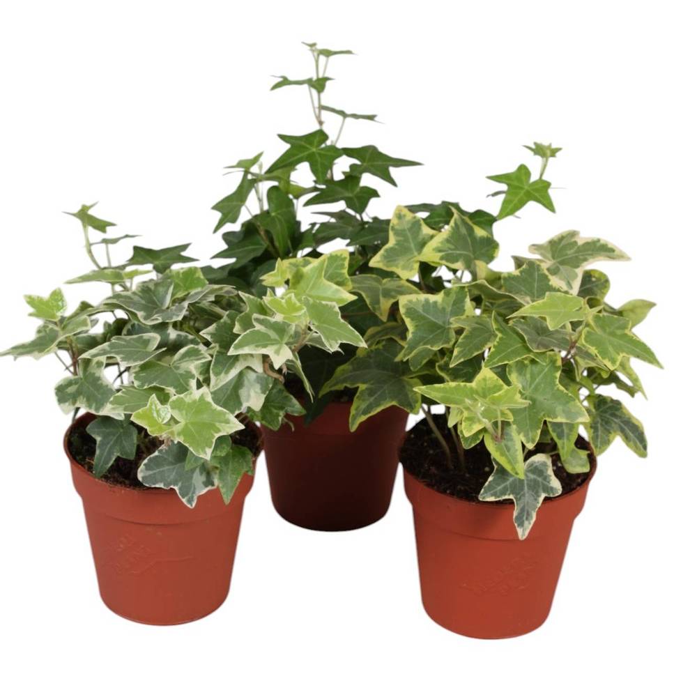 Efeu mix Klein  T09 H05