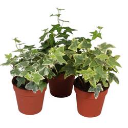 Efeu mix Klein  T09 H05