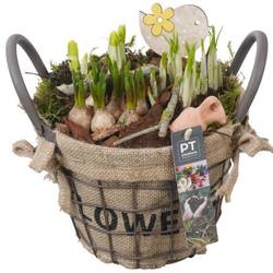 Zwiebel.Arr mix PTBM3863 T19 H022