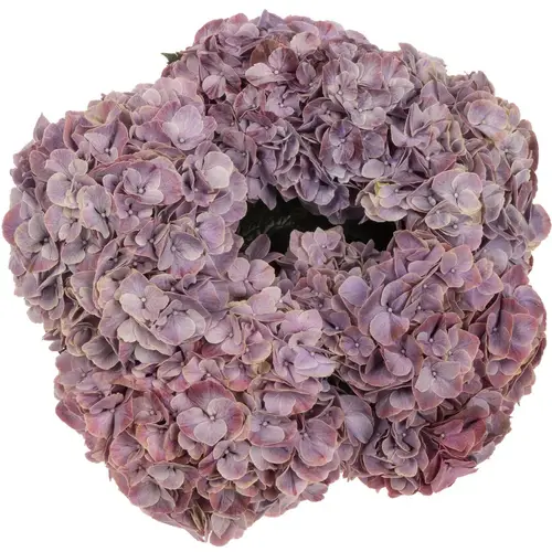 Hortensie milka Sweet Ruby Bol 18/20cm 60cm