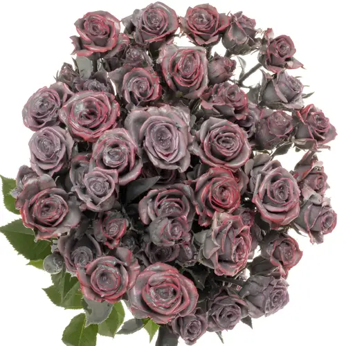 Rose verzweigt milka/rot Wachs Silverado 60cm