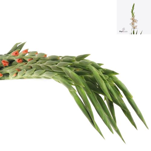 Gladiole lachs Sugarbabe 95cm