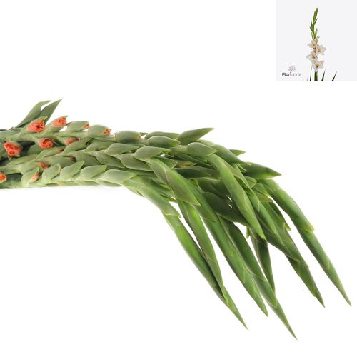 Gladiole lachs Sugarbabe 95cm