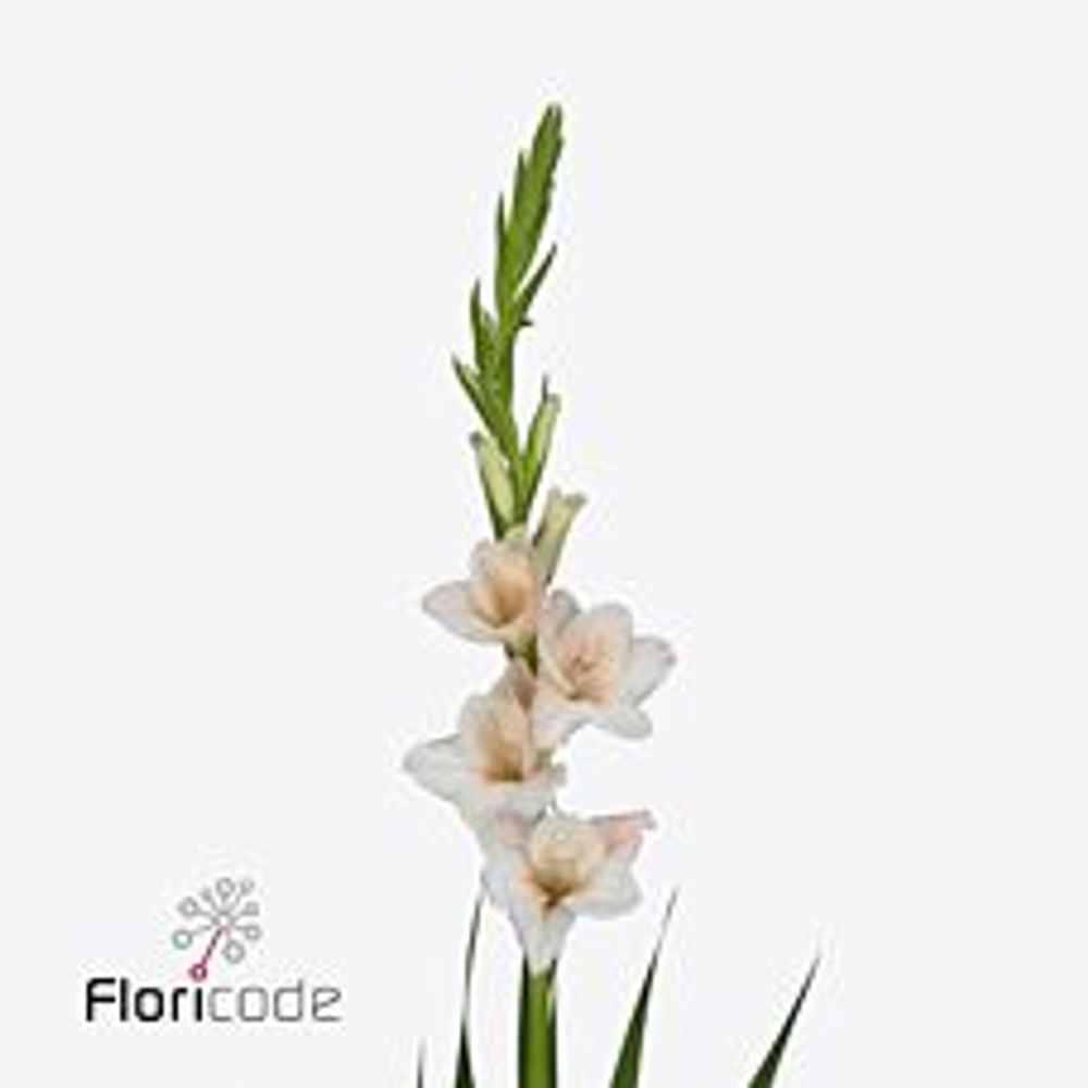 Gladiole lachs Sugarbabe 95cm
