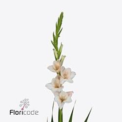 Gladiole lachs Sugarbabe 95cm